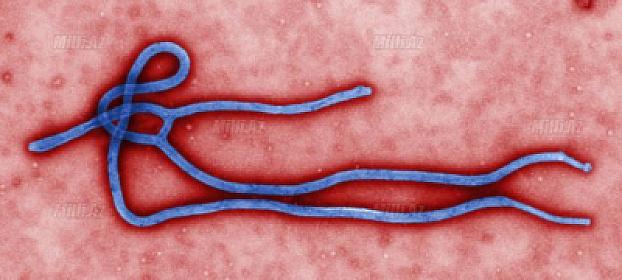 Konqoda Ebola halları artır: 