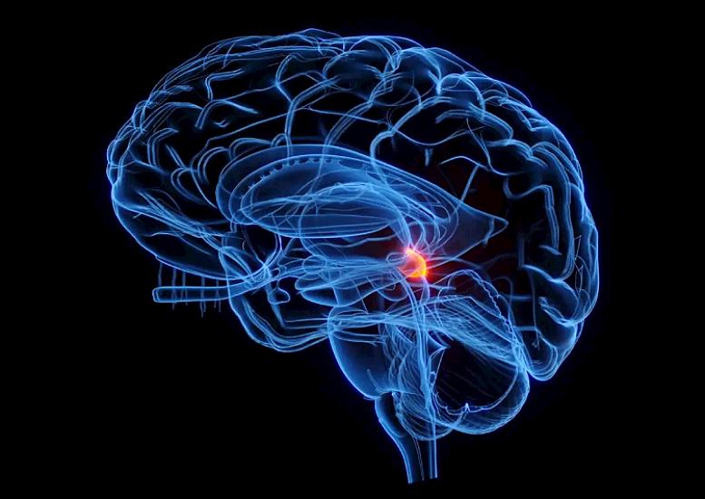 Beynin qocalmasını ləngidən vitamin tapıldı