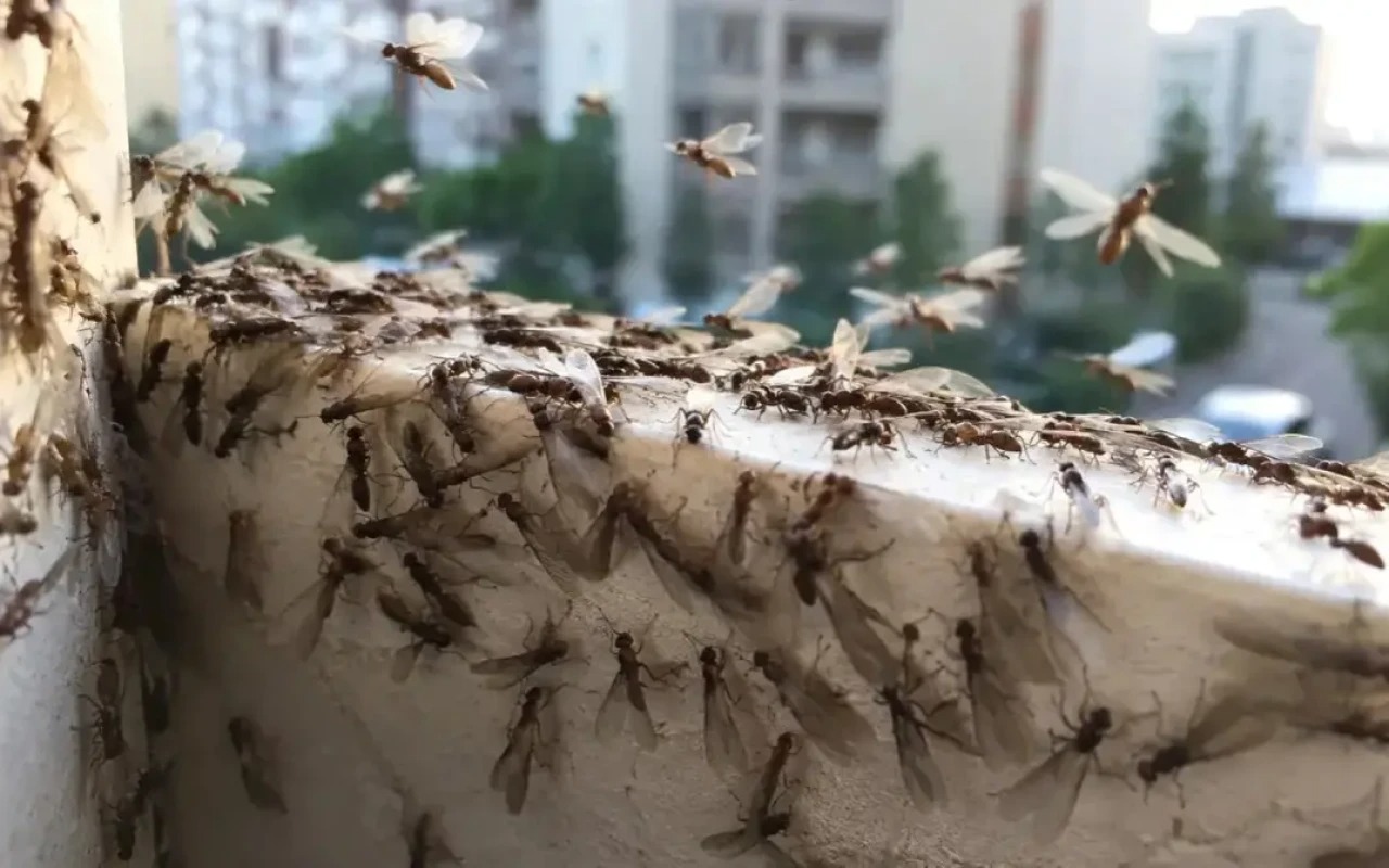 Bakıda uçan qarışqalar niiyə çoxalıb? - 