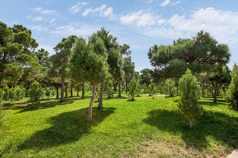 Yaşıllıqlara böyük ziyan – 