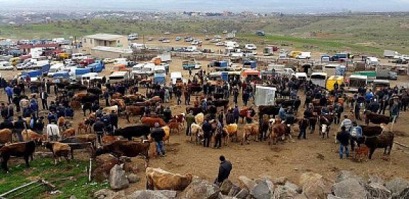 Onlayn mal bazarı? – “Bəlkə də camış göstərsən tanımazlar”