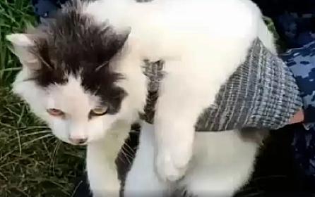 “Kuryer pişik” həbsxanaya narkotik apararkən 