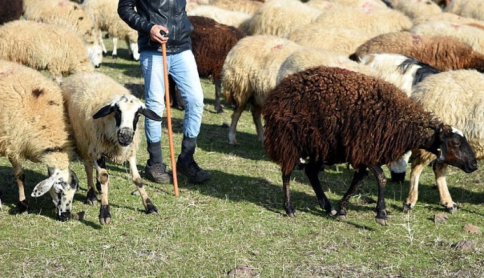 "Əvvəllər də bir-iki qoyun satıb evdən gedib" - İtən gənc çobanla bağlı yeni TƏFƏRRÜAT - 