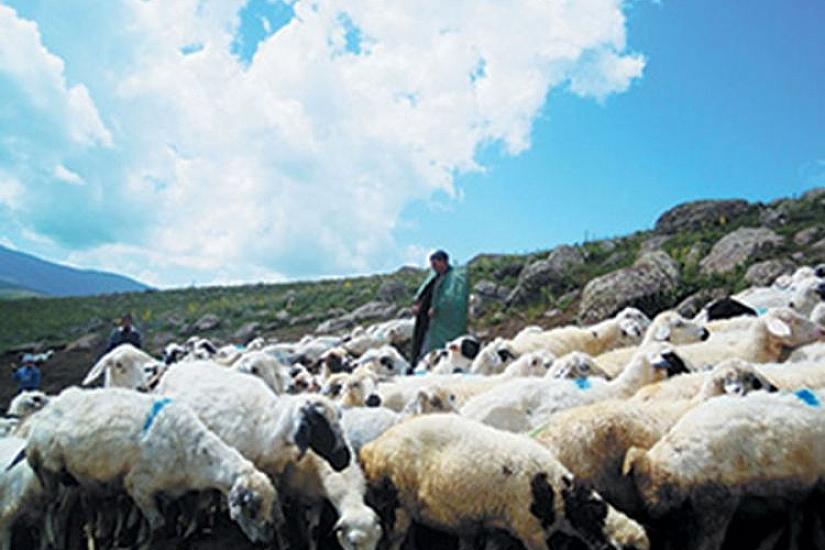 Tənha çobanın cavanlıq etməsi və itməsi