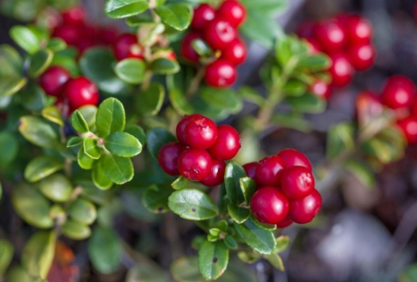 Alimlər adi zoğalın gözlənilməz faydalarını