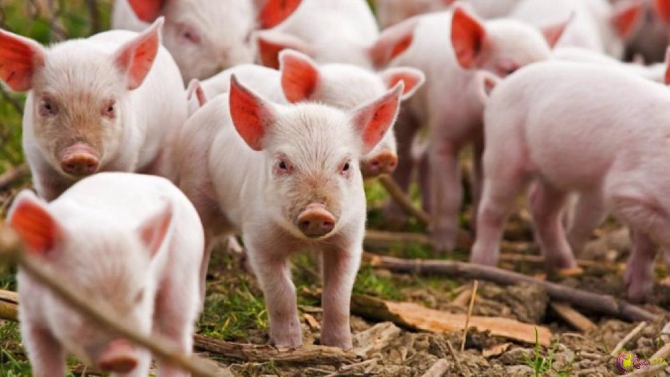 Spanish scientists human kidneys