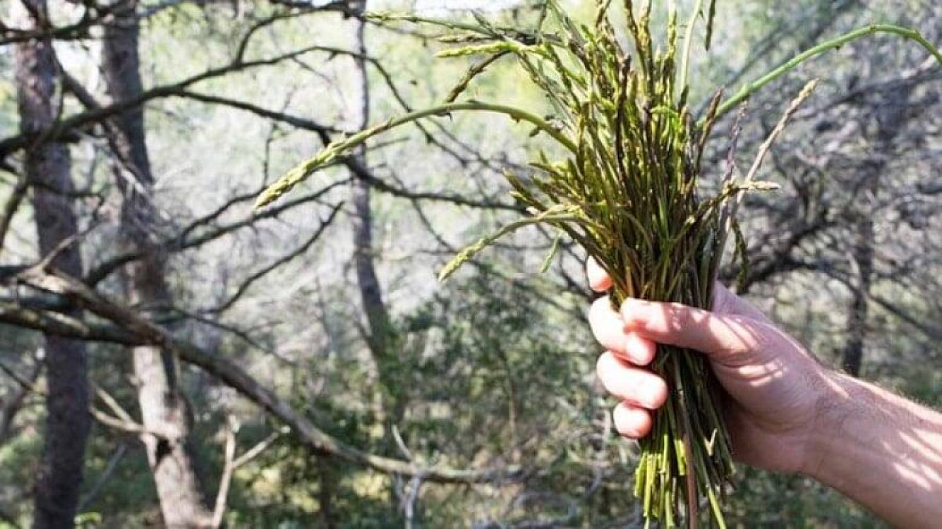 Самый дорогой овощ в мире - в Европе продается по 1000 евро за килограмм