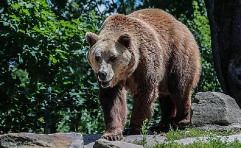 Yaşlı qadın ayı hücumuna məruz qaldı 