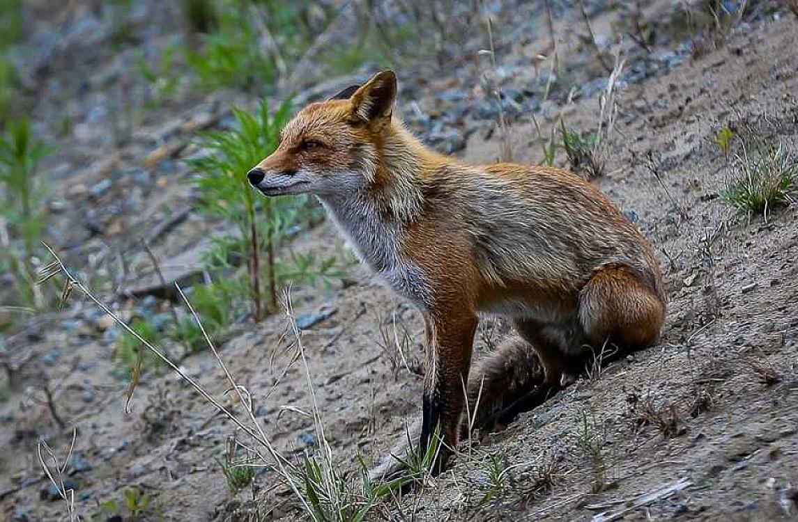 Tülkü qıza hücum etdi - 