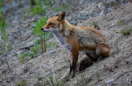 Tülkü qıza hücum etdi - 