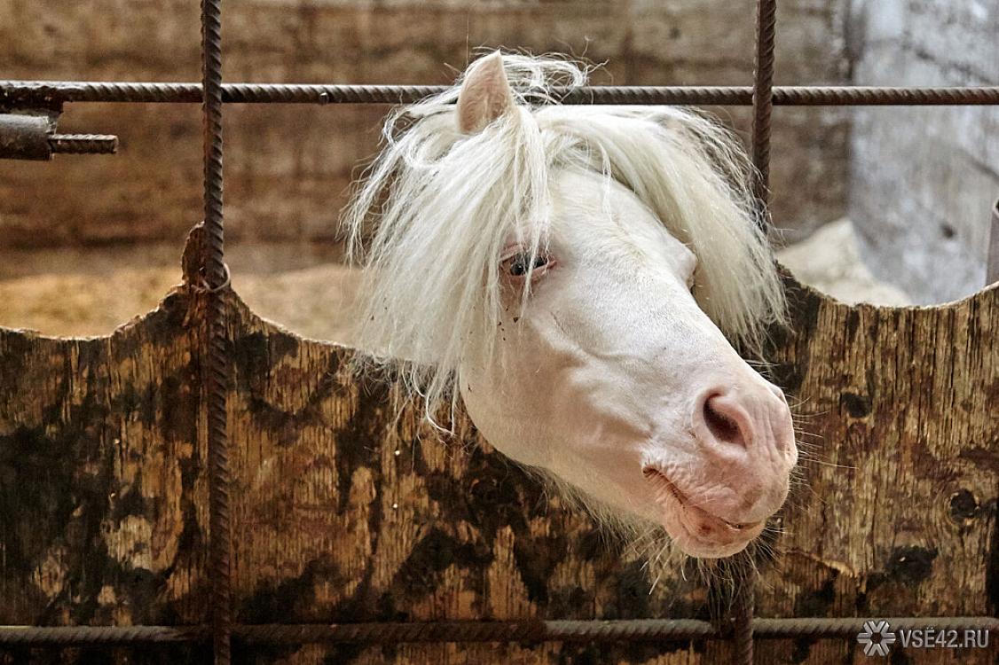 Hamilə qadın at tərəfindən 