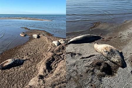 Xəzər dənizinin sahilində 