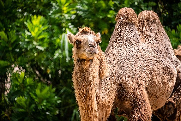 Beyin xəstəliklərinin müalicəsində dəvələrdən 
