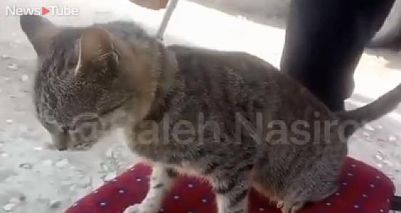 Kürdəmir sakini pişiyi ASDI: səbəb dəhşətə gətirir - 