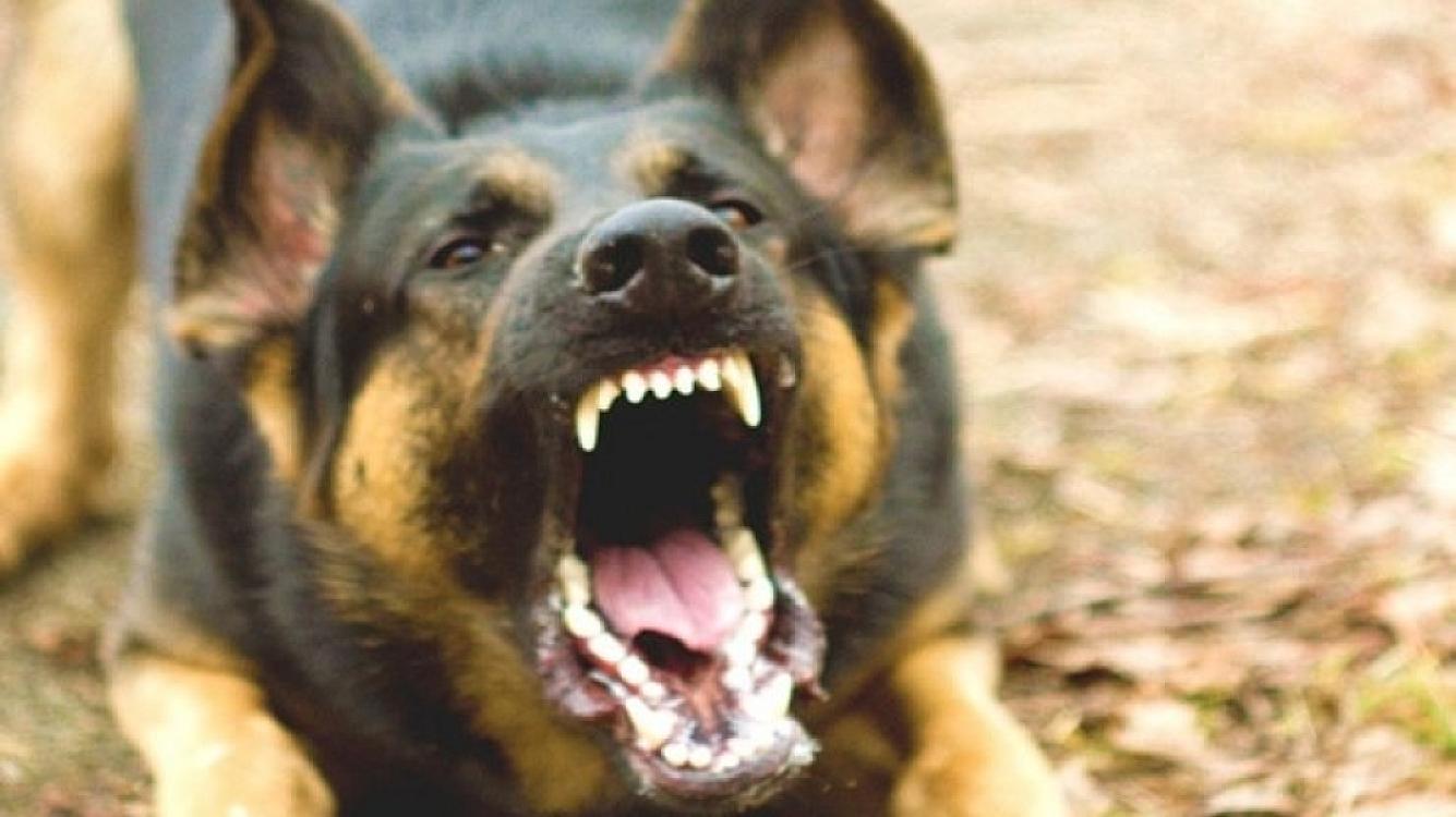 AZƏRBAYCANDA DƏHŞƏT: 