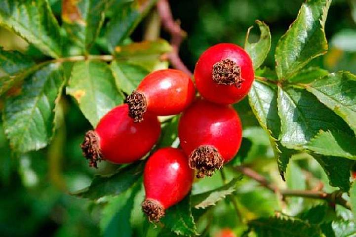 İtburnu bu xəstəlik üçün