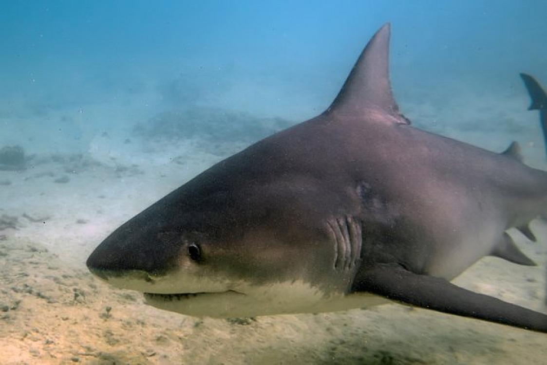 Köpəkbalığı 13 yaşlı uşağa 