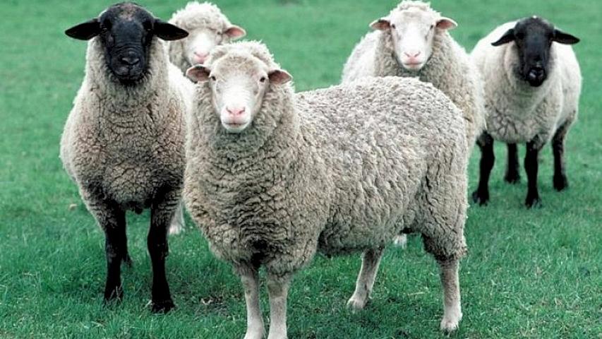 Heyvan bazarları bağlandı, quzu ətinin qiyməti 