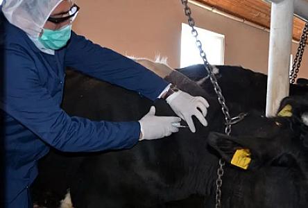 Dabaq xəstəliyi: çox ciddi problemlər var