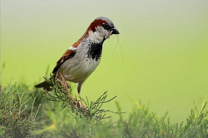 Sərçələrin sayı sürətlə azalır - 