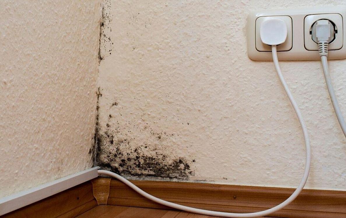 Evinizdəki kifin səbəbi məlum oldu - Dərhal yerini dəyişdirin