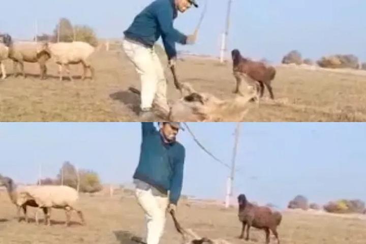 Samuxda qoyunu vəhşicəsinə döyən 