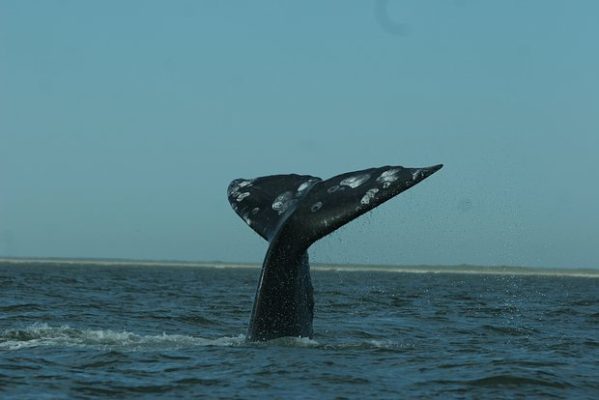 Rusiyada uzunluğu 13 metr olan balina görünüb